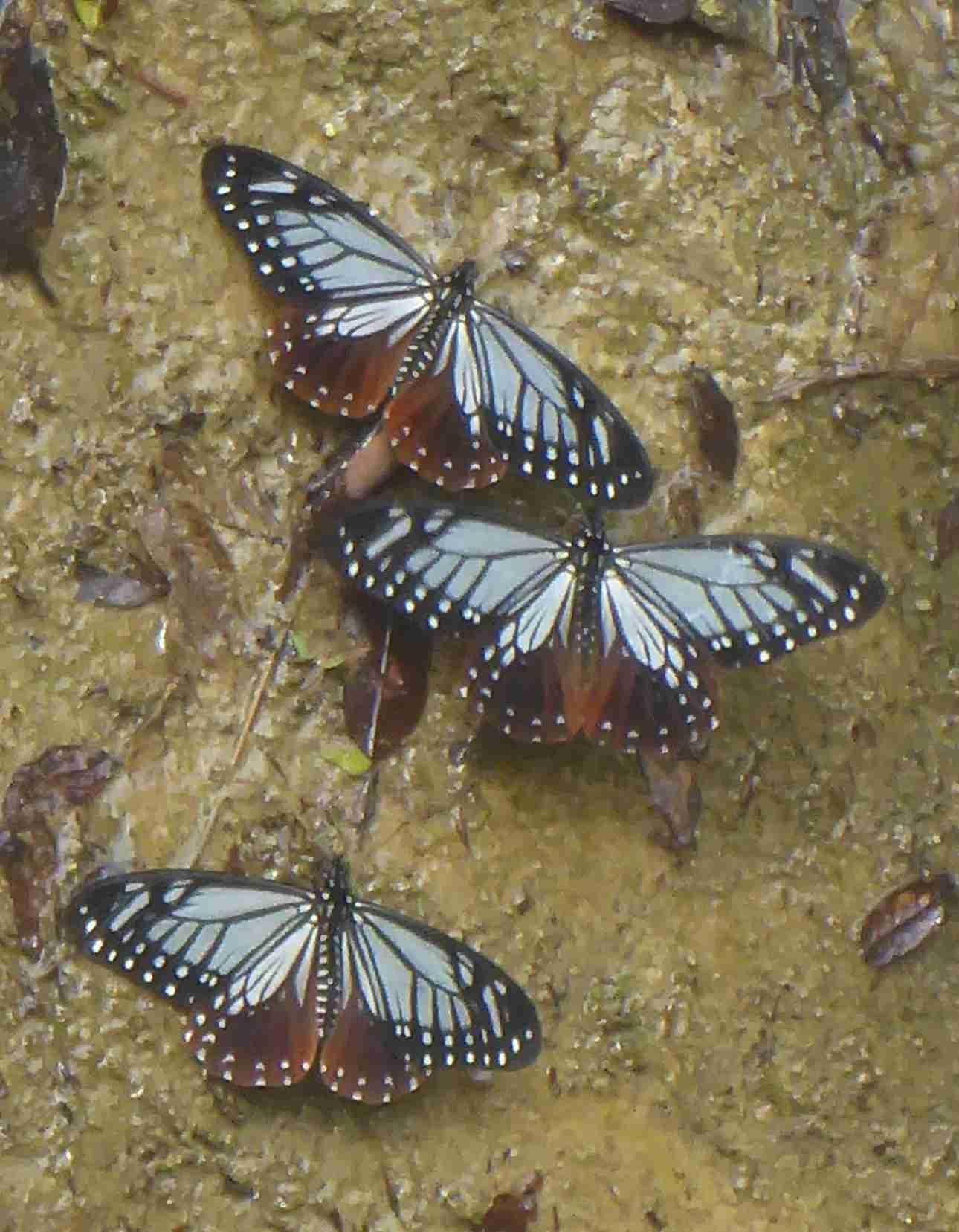 Chilasa agestor matsumurae Chilasa agestor matsumurae